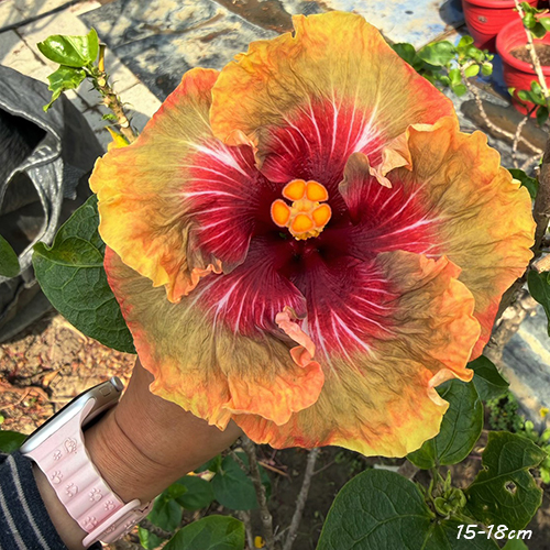 Taiwan Alchemist Bloom - Cutting